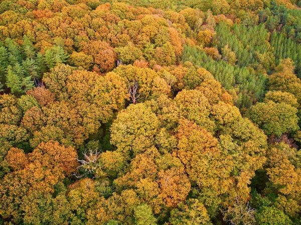 Vista Aérea Panorâmica Floresta Outono Norte França Yvelines França — Fotografia de Stock