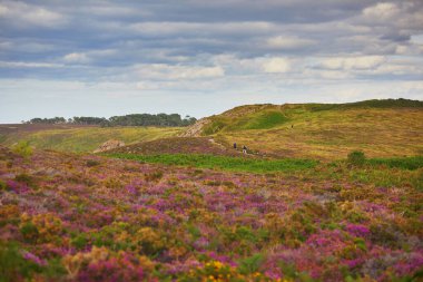 Fransa 'nın Brittany kentindeki en popüler turizm merkezlerinden biri olan Cape d' Erquy 'deki fundalıkların manzarası. Ünlü GR34 izleme yolu boyunca yaygın olarak bilinen turistik ilgi.