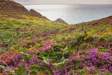 Fransa 'nın Brittany kentindeki en popüler turizm merkezlerinden biri olan Cape d' Erquy 'deki fundalıkların manzarası. Ünlü GR34 izleme yolu boyunca yaygın olarak bilinen turistik ilgi.