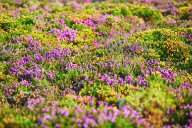 Cape d 'Erquy' deki mor fundalık otlakları, Fransa 'nın Brittany kentindeki en popüler turizm beldelerinden biri.