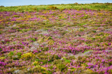 Fransa 'nın Brittany kentindeki en popüler turizm merkezlerinden biri olan Cape d' Erquy 'deki fundalıkların manzarası. Ünlü GR34 izleme yolu boyunca yaygın olarak bilinen turistik ilgi.