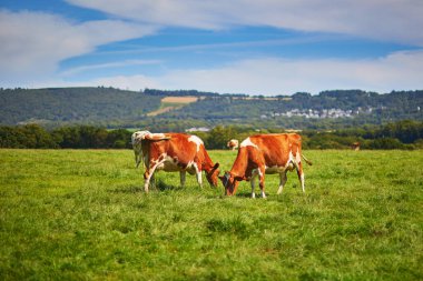 Fransa 'nın kırsal Brittany kentindeki yeşil bir çayırda otlayan inekler