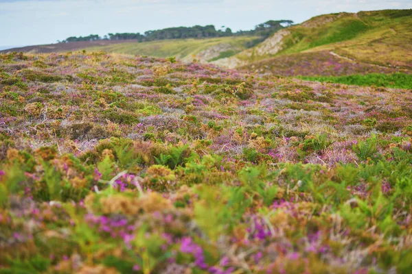 Γραφική Θέα Των Λιβαδιών Heather Στο Cape Erquy Έναν Από — Φωτογραφία Αρχείου