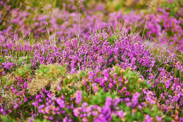 Purple Heather Meadows Cape Erquy Uno Los Destinos Turísticos Más — Foto de Stock