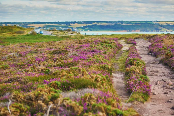 Scenic view of heather meadows on Cape d\'Erquy, one of the most popular tourist destinations in Brittany, France. Widely known tourist attraction along famous GR34 tracking path