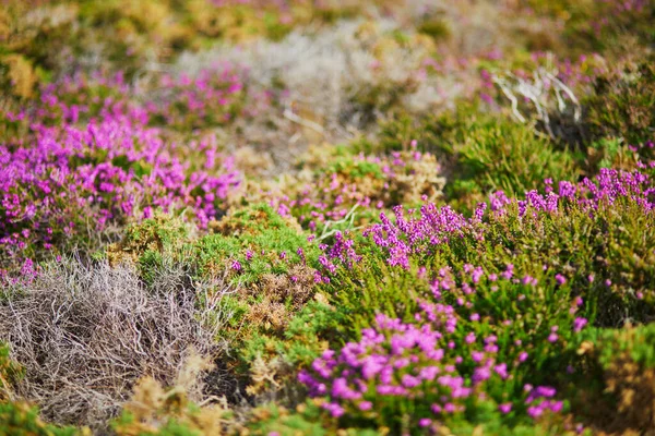 Cape d 'Erquy' deki mor fundalık otlakları, Fransa 'nın Brittany kentindeki en popüler turizm beldelerinden biri.