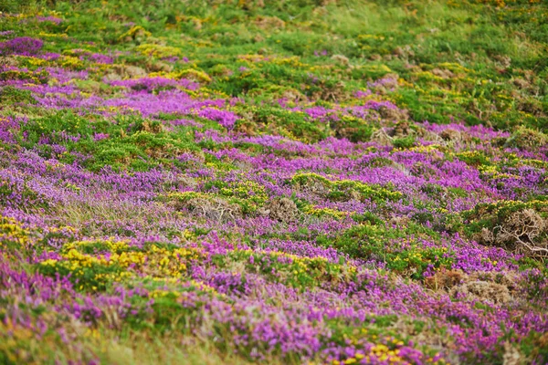 Scenic View Heather Meadows Cape Erquy One Most Popular Tourist — Stock Photo, Image