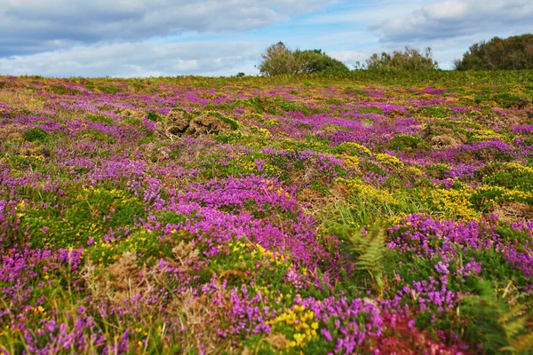 Naturskön Utsikt Över Ljungängar Cape Erquy Mest Populära Turistmålen Bretagne — Stockfoto