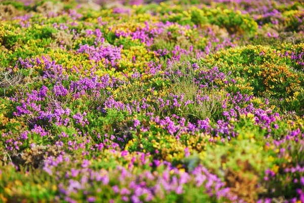 Purple Heather Meadows Cape Erquy One Most Popular Tourist Destinations — Stock Photo, Image