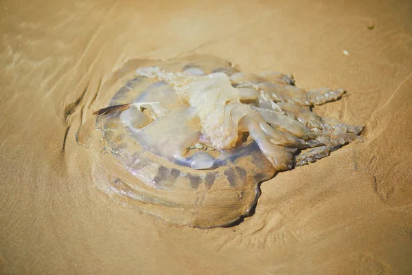 Enorma Döda Maneter Sandstranden Vid Lågvatten — Stockfoto