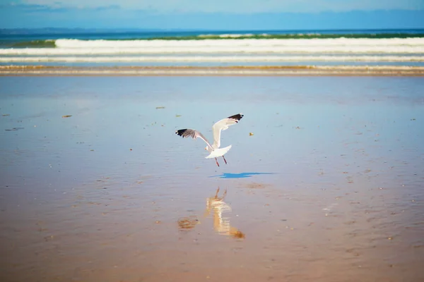 カモメが水の上を飛んでいる フランス ブルターニュの大西洋岸の砂浜 — ストック写真