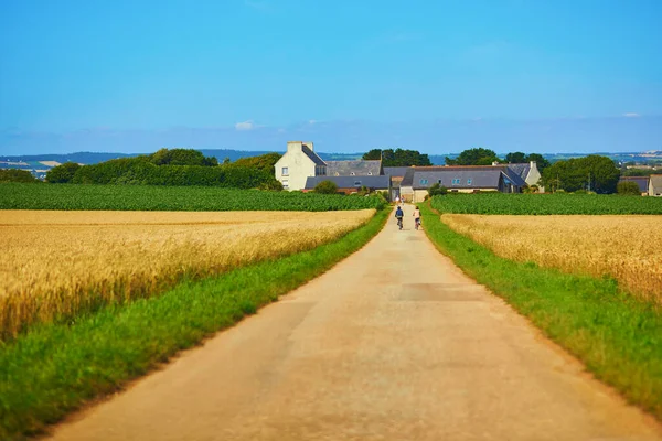 フランス ブルターニュのフィニステールにある黄金の麦畑を通る道路の風景 — ストック写真