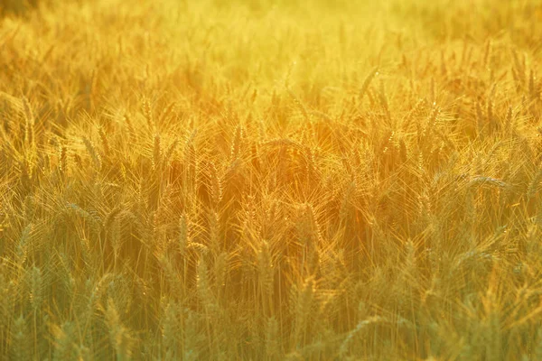 フィールド上の黄金の小麦の耳 風景農村風景です コムギ畑の成熟したスパイクの背景 豊作コンセプト — ストック写真