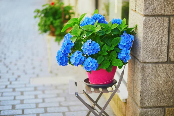Hortensia Blu Vaso Rosa Una Strada Bretagna Francia — Foto Stock
