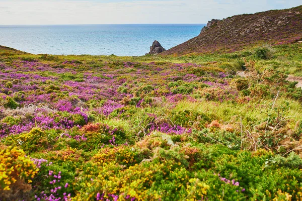 Scenic View Heather Meadows Cape Erquy One Most Popular Tourist Royalty Free Stock Photos
