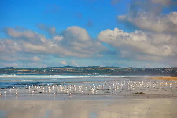 Große Möwenschar Strand Des Atlantiks Finistere Bretagne Frankreich — Stockfoto