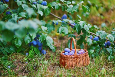 Lezzetli olgun erikler yeşil çimlerin üzerinde sepette.