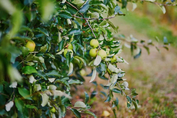 Deliciosas Manzanas Verdes Una Rama Lista Para Ser Cosechada —  Fotos de Stock