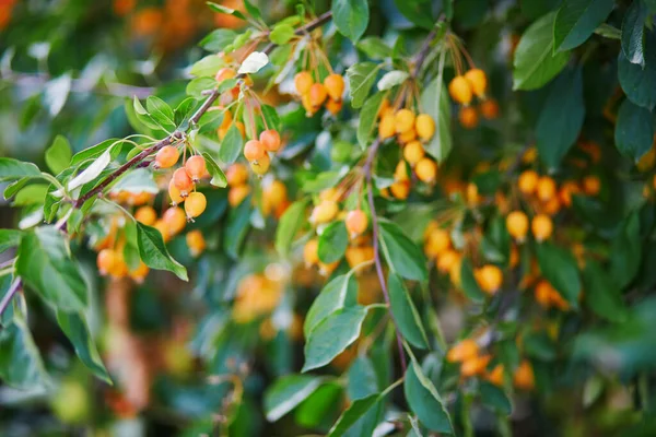 Manzanas Anaranjadas Maduras Una Rama Árbol Cangrejo También Conocido Como — Foto de Stock