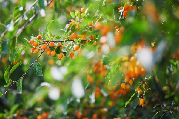 梅の葉や中国のリンゴの木としても知られているクラブリンゴの木の枝にオレンジ熟したリンゴ — ストック写真