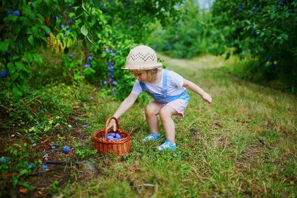 Adorable Toddler Girl Straw Hat Picking Fresh Organic Plums Farm — Stock Photo, Image