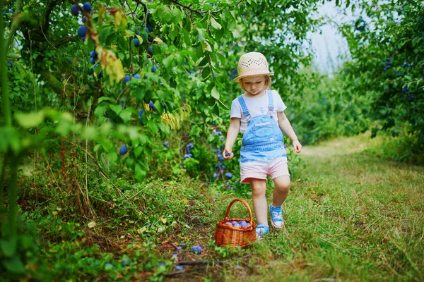 Adorable Niña Sombrero Paja Recogiendo Ciruelas Orgánicas Frescas Granja Delicioso —  Fotos de Stock