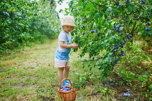 Adorable Toddler Girl Straw Hat Picking Fresh Organic Plums Farm — Stock Photo, Image