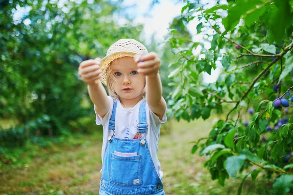 Adorable Niña Sombrero Paja Recogiendo Ciruelas Orgánicas Frescas Granja Delicioso —  Fotos de Stock