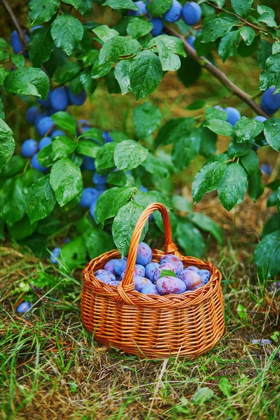 Deliciosas Ciruelas Azules Maduras Canasta Sobre Hierba Verde — Foto de Stock