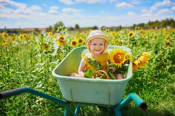 Adorable Toddler Girl Straw Hat Sitting Wheelbarrow Sunflower Field Farm — Stock Photo, Image