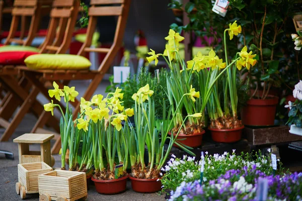 Narcissi Venkovní Květinářství Pařížské Ulici — Stock fotografie