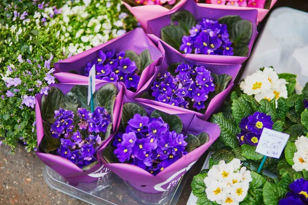 Primeln Blühen Blumenladen Paris Frankreich — Stockfoto