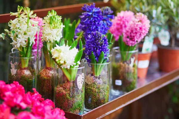 Hyacint Blommor Blomsteraffär Paris Frankrike — Stockfoto