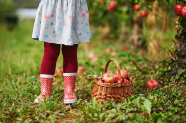 Meyve bahçesindeki ahşap sandıkta ya da sonbahar günü çiftlikte olgunlaşmış organik elma toplayan küçük kız.