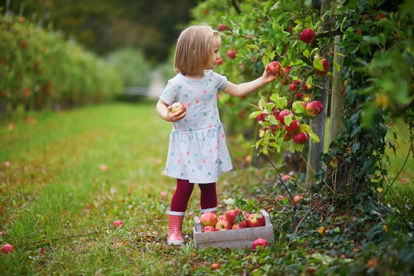 Menina Criança Adorável Escolhendo Maçãs Orgânicas Maduras Vermelhas Caixa Madeira — Fotografia de Stock