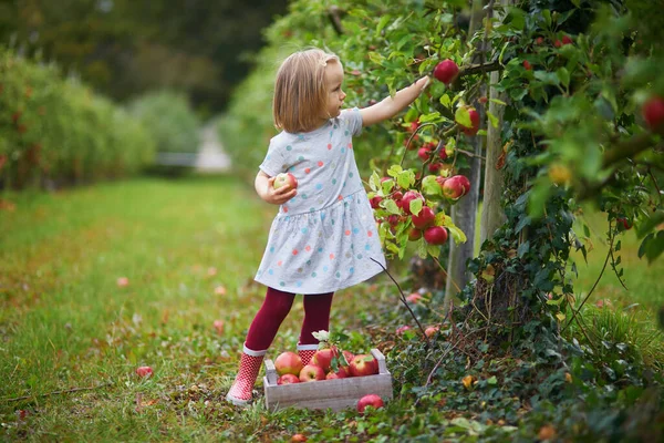 Menina Criança Adorável Escolhendo Maçãs Orgânicas Maduras Vermelhas Caixa Madeira — Fotografia de Stock