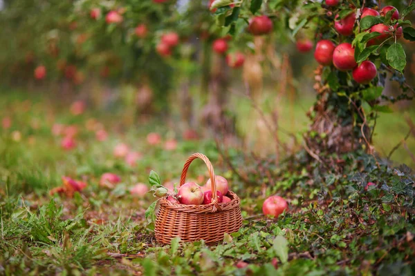 果园或农场里篮子里的红色成熟的有机苹果 — 图库照片