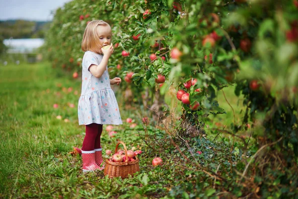 Menina Criança Adorável Escolhendo Maçãs Orgânicas Maduras Vermelhas Caixa Madeira — Fotografia de Stock