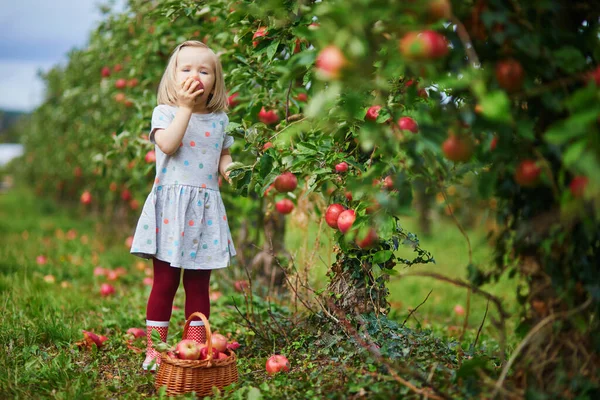 Adorabile Bambina Che Raccoglie Mele Biologiche Mature Rosse Una Gabbia — Foto Stock