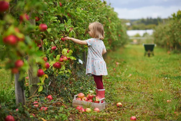 Urocza Dziewczynka Zbierająca Czerwone Dojrzałe Organiczne Jabłka Drewnianej Skrzyni Sadzie — Zdjęcie stockowe