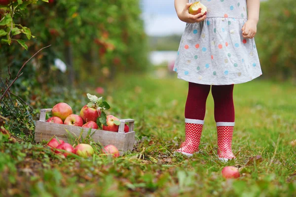 Menina Criança Escolhendo Maçãs Orgânicas Maduras Vermelhas Caixa Madeira Pomar — Fotografia de Stock