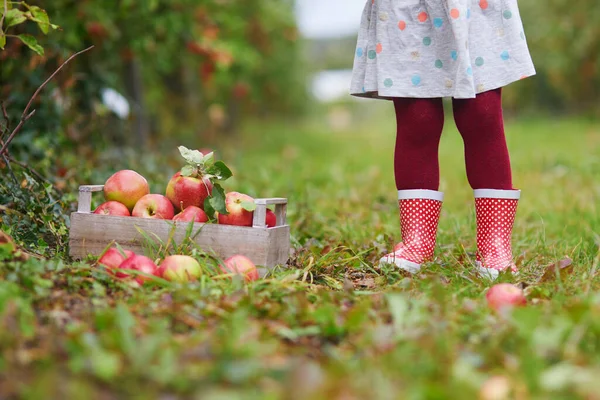 Дівчина Збирає Червоні Стиглі Органічні Яблука Дерев Яній Ящику Саду — стокове фото