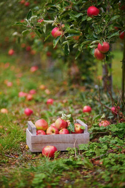 果园或农场中木制板条箱中的红色成熟有机苹果 — 图库照片