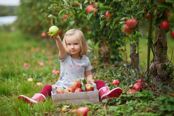 Чарівна Дівчинка Яка Збирає Червоні Стиглі Органічні Яблука Дерев Яній — стокове фото