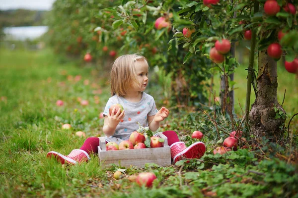 Adorabile Bambina Che Raccoglie Mele Biologiche Mature Rosse Una Gabbia — Foto Stock