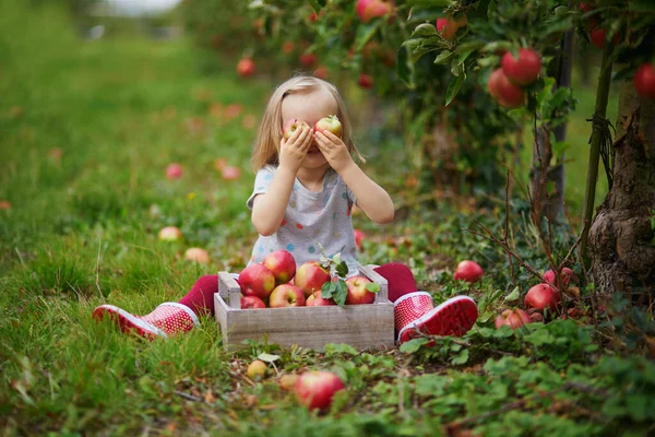 Adorabile Bambina Che Raccoglie Mele Biologiche Mature Rosse Una Gabbia — Foto Stock