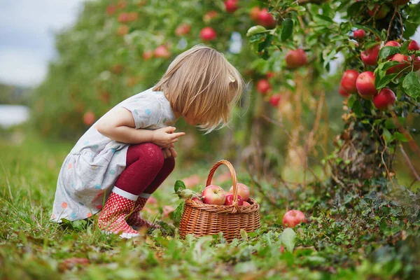Menina Criança Adorável Escolhendo Maçãs Orgânicas Maduras Vermelhas Caixa Madeira — Fotografia de Stock