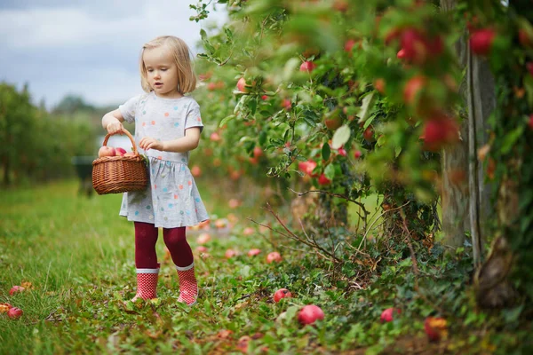 Adorable Niña Recogiendo Manzanas Rojas Maduras Orgánicas Cajas Madera Huerto —  Fotos de Stock