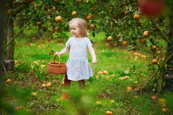Entzückendes Kleinkind Pflückt Einem Herbsttag Rote Reife Bio Äpfel Einer — Stockfoto