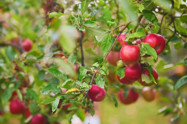 Pommes Mûres Rouges Sur Branche Pommier — Photo